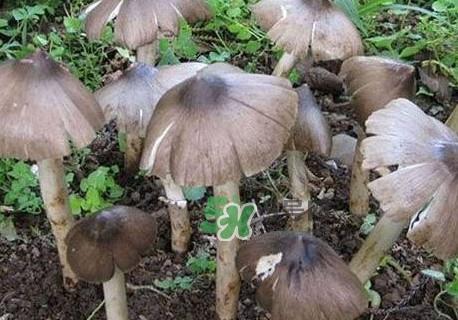 鸡枞菌什么人不能吃?鸡枞菌哪些人能吃 鸡枞菌什么人不能吃?鸡枞菌哪些人能吃