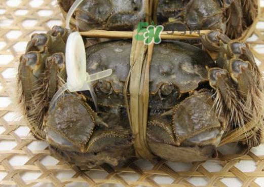 大闸蟹能活多久?大闸蟹可以活多久? 大闸蟹能活多久?大闸蟹可以活多久?