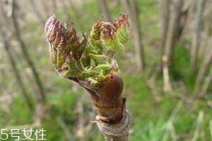 刺老芽怎么保存 刺老芽可以放冰箱吗 刺老芽怎么保存 刺老芽可以放冰箱吗