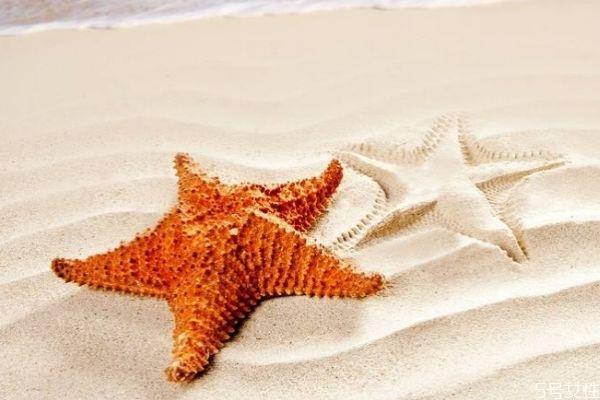 吃海星要注意什么呢 什么人不能吃海星呢 吃海星要注意什么呢 什么人不能吃海星呢