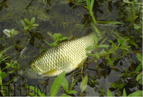 草鱼死了多久不能吃 草鱼死了还能吃吗 草鱼死了多久不能吃 草鱼死了还能吃吗