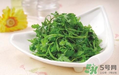 菊花脑孕妇能吃吗?孕妇可以吃菊花脑吗 菊花脑孕妇能吃吗?孕妇可以吃菊花脑吗