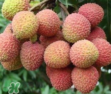 增城挂绿荔枝最贵多少钱?挂绿荔枝和普通荔枝有什么区别 增城挂绿荔枝最贵多少钱?挂绿荔枝和普通荔枝有什么区别