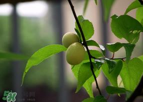 哪些人不能吃青梅?青梅的禁忌 哪些人不能吃青梅?青梅的禁忌