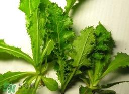 苦菜的营养价值_苦菜的功效与作用及食用方法 苦菜的营养价值_苦菜的功效与作用及食用方法