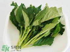 苦菜的营养价值_苦菜的功效与作用及食用方法 苦菜的营养价值_苦菜的功效与作用及食用方法