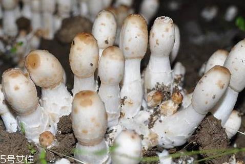鸡腿菇可以放冰箱吗 放冰箱冷藏口感更佳 鸡腿菇可以放冰箱吗 放冰箱冷藏口感更佳