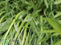 藜蒿的营养价值_藜蒿的功效与作用及食用方法 藜蒿的营养价值_藜蒿的功效与作用及食用方法