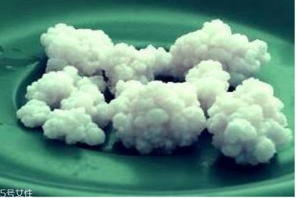 雪莲菌可以怎么养殖呢 雪莲菌怎么吃呢 雪莲菌可以怎么养殖呢 雪莲菌怎么吃呢