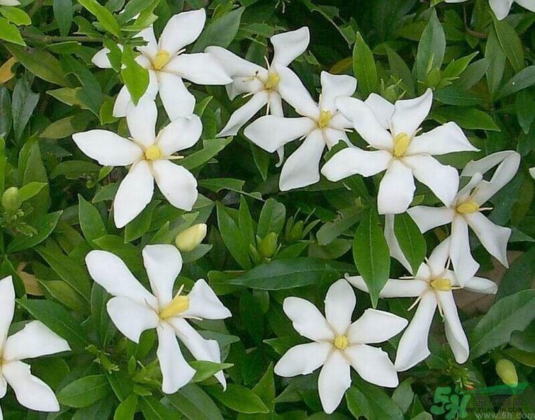 栀子花的叶子为什么会发黄?栀子花的叶子发黄了怎么办? 栀子花的叶子为什么会发黄?栀子花的叶子发黄了怎么办?