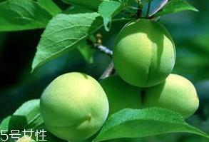 梅花的功效和作用 梅花对人有什么好处 梅花的功效和作用 梅花对人有什么好处