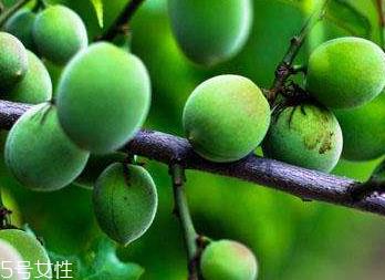 梅花的功效和作用 梅花对人有什么好处 梅花的功效和作用 梅花对人有什么好处