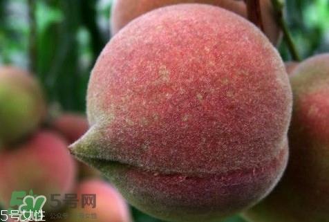 九仙桃怎么保鲜?九仙桃可保鲜多长时间 九仙桃怎么保鲜?九仙桃可保鲜多长时间