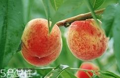 九仙桃怎么保鲜?九仙桃可保鲜多长时间 九仙桃怎么保鲜?九仙桃可保鲜多长时间
