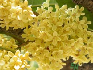 桂花可以直接泡水喝吗?新鲜桂花可以直接泡水喝吗? 桂花可以直接泡水喝吗?新鲜桂花可以直接泡水喝吗?
