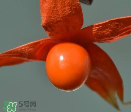 红姑娘多少钱一斤 红姑娘果多少钱一斤 红姑娘多少钱一斤 红姑娘果多少钱一斤