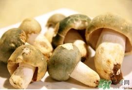 绿菇的营养价值 绿菇的功效作用 绿菇的营养价值 绿菇的功效作用