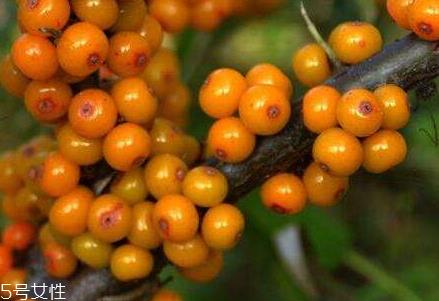 沙棘茶可以空腹喝吗 沙棘茶的喝法 沙棘茶可以空腹喝吗 沙棘茶的喝法