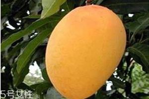 金煌芒果怎么算熟 成熟时果皮橙黄色 金煌芒果怎么算熟 成熟时果皮橙黄色