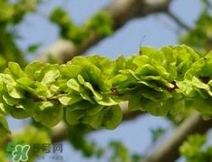 榆钱怎么清洗?榆钱怎么洗干净? 榆钱怎么清洗?榆钱怎么洗干净?
