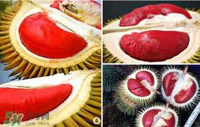 红心榴莲叫什么?红心榴莲是哪个国家产的? 红心榴莲叫什么?红心榴莲是哪个国家产的?