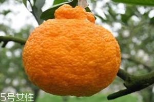 丑柑不能和什么一起吃 丑柑的吃法 丑柑不能和什么一起吃 丑柑的吃法