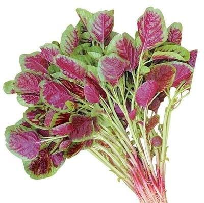 男性适合吃红苋菜吗 男性一天适合吃多少红苋菜 男性适合吃红苋菜吗 男性一天适合吃多少红苋菜