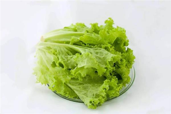 生菜是高嘌呤食物吗 生菜不适合哪些人群吃 生菜是高嘌呤食物吗 生菜不适合哪些人群吃