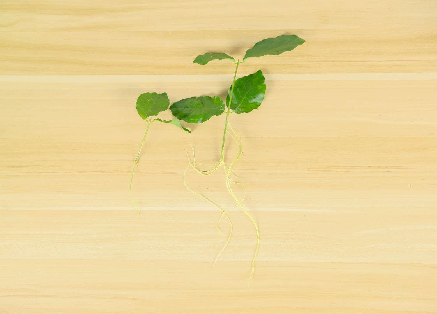 茉莉 茉莉