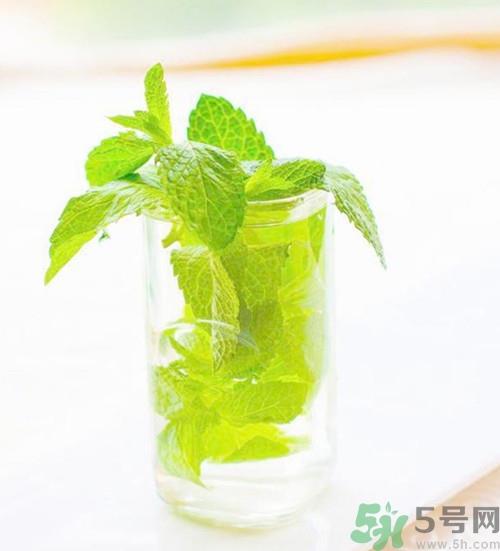 薄荷可以驱蚊吗?薄荷驱蚊效果好吗 薄荷可以驱蚊吗?薄荷驱蚊效果好吗