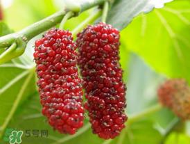 桑葚可以冷冻吗?桑葚能冷冻保存吗? 桑葚可以冷冻吗?桑葚能冷冻保存吗?