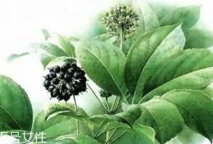 刺五加能做菜吗?刺五加怎么做菜? 刺五加能做菜吗?刺五加怎么做菜?