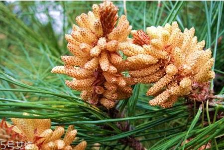 松花粉发霉了还能吃吗 建议不要吃 松花粉发霉了还能吃吗 建议不要吃