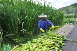 哪些人不能吃篙芭?篙芭适合哪些人吃? 哪些人不能吃篙芭?篙芭适合哪些人吃?
