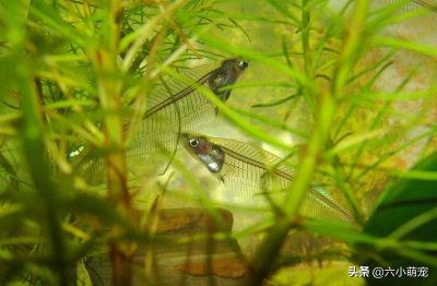 ​全身透明的玻璃猫鱼，几根骨头 都能看清，养鱼者都喜欢它