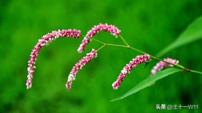 ​自带辣味的野草，辣蓼草