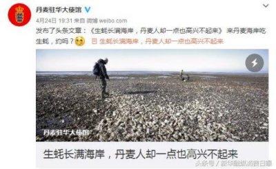 ​国内生蚝批发价一颗两块三 丹麦生蚝铺满海滩 求中国吃货吃光
