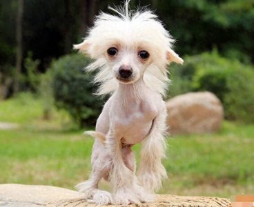 ​中华田园犬最另类的分支：中国冠毛犬，超霸气