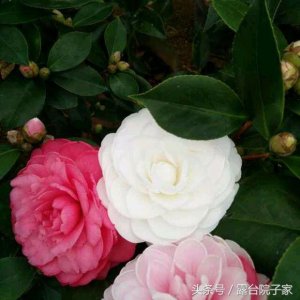 ​五色赤丹——五彩茶花梦