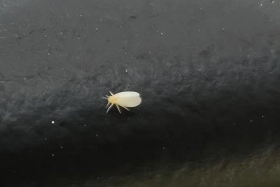 ​到处飘飞的“小白虫”是啥？对人体有害吗？