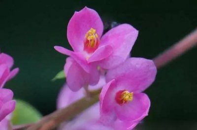 ​分享——珊瑚藤花