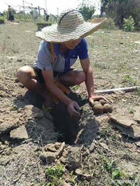 99%的人没见过的,听说很贵的!居然有人吃屎壳郎幼虫