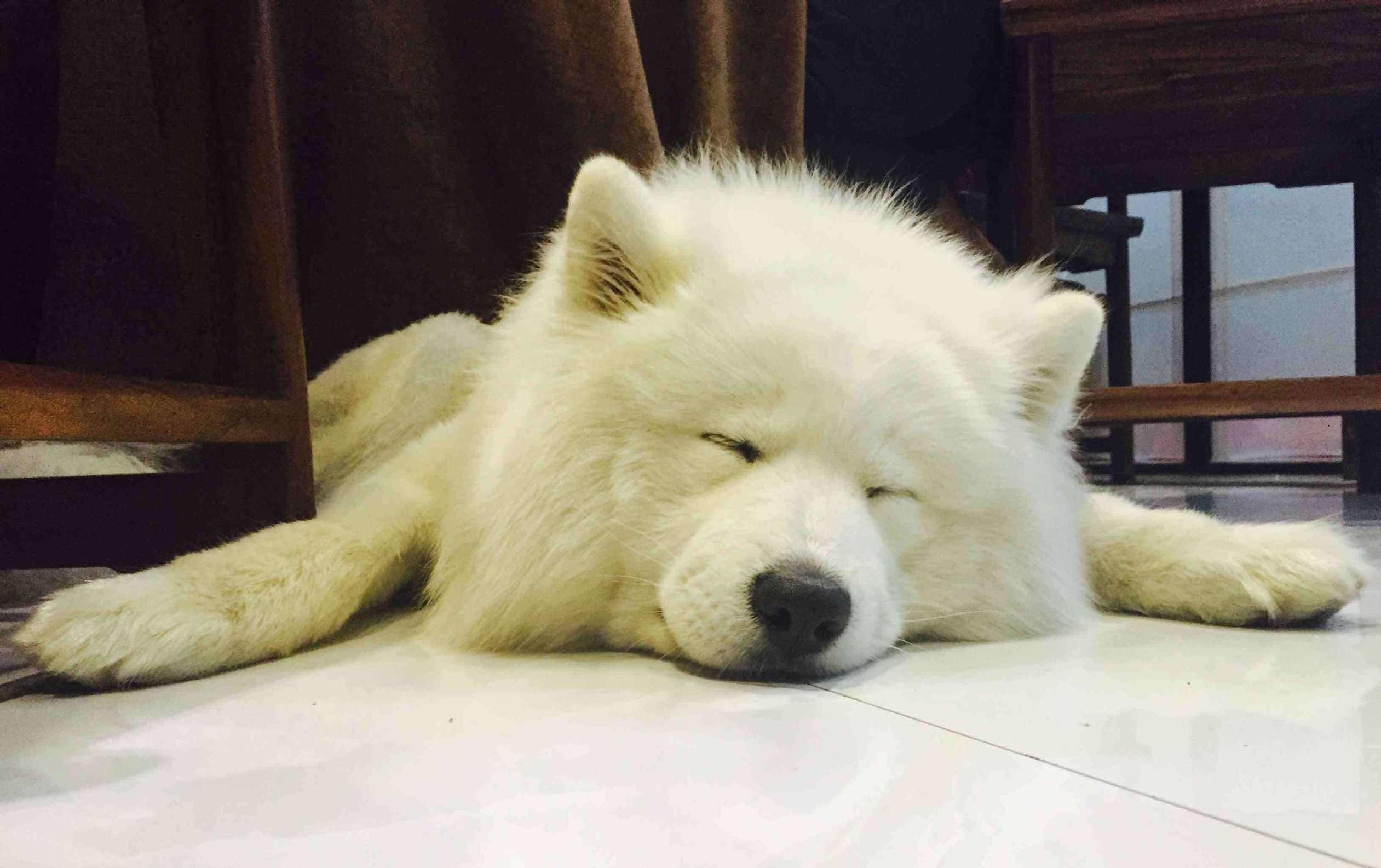 萨摩耶乘地铁离家出走,主人怀疑其受二哈怂恿