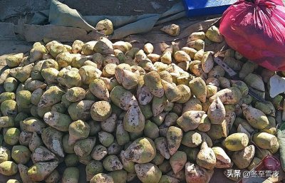 ​芥菜疙瘩咸菜怎样腌好吃？教你最好吃的5种做法，比吃肉都下饭