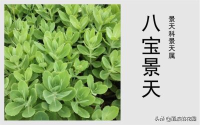 ​八宝景天非常皮实的多肉植物之一，植株有一定的欣赏和药用价值