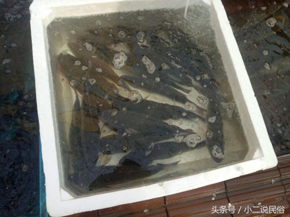 草鱼白条鱼你都认识吗?7元一斤的活鱼贵不贵?