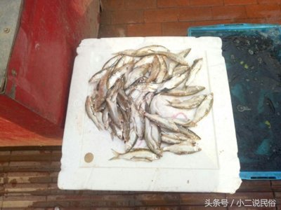 ​草鱼白条鱼你都认识吗？7元一斤的活鱼贵不贵？