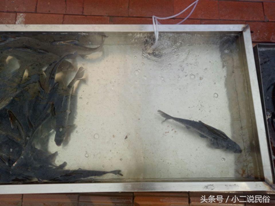 草鱼白条鱼你都认识吗?7元一斤的活鱼贵不贵?