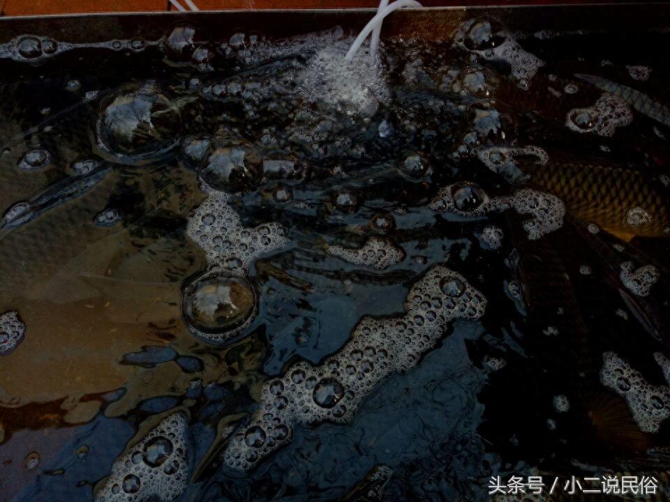 草鱼白条鱼你都认识吗?7元一斤的活鱼贵不贵?