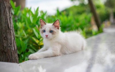 ​8000买了只布偶猫，养了3个月，才发现它是斗鸡眼！